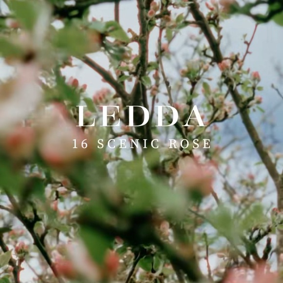 NWT Ledda 16 Scenic Rose - Picture 2 of 5